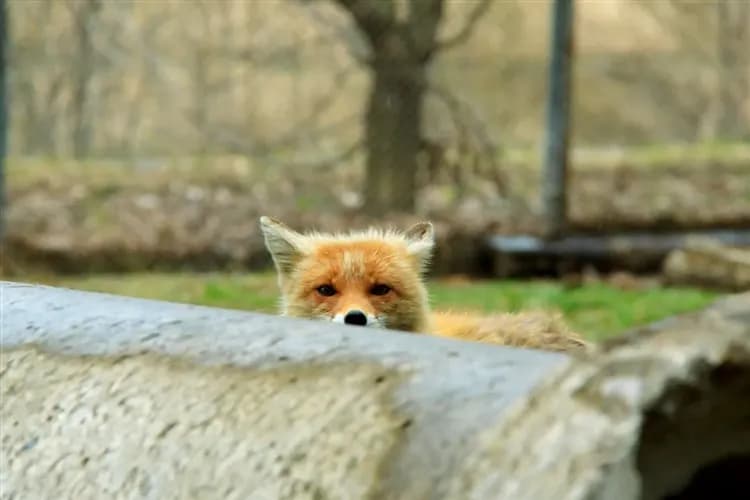 北海道旅遊｜冬季破冰船.屈斜路湖星空.札幌白色燈樹節.雪盆戲雪.旭山動物園.小樽漫遊.螃蟹溫泉五日