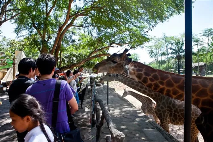 泰國旅遊│曼谷國際五星1晚,侏儸紀恐龍沉浸展,綠山動物園,陽光格蘭島,河畔夜市,星光高空酒吧6日-5