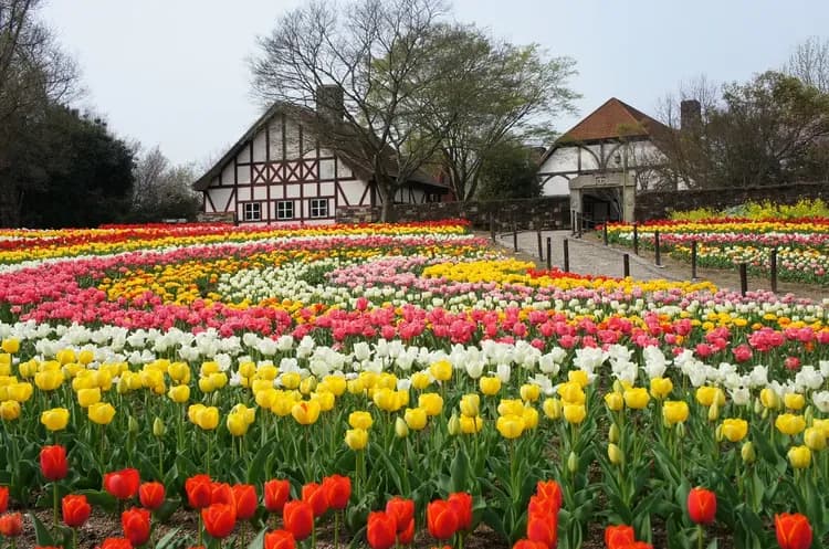 爆省岡山四國｜毛巾美術館.大步危遊船.德國森林.倉敷美觀.採果體驗.道後溫泉散策五日｜兩晚溫泉