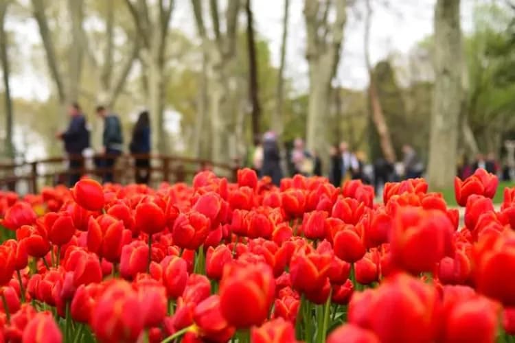 國際鬱金香花節(居爾哈尼鬱金香公園)