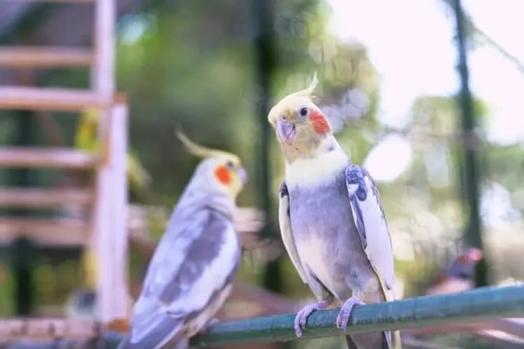 函館熱帶植物園 官網提供-函館熱帶植物園