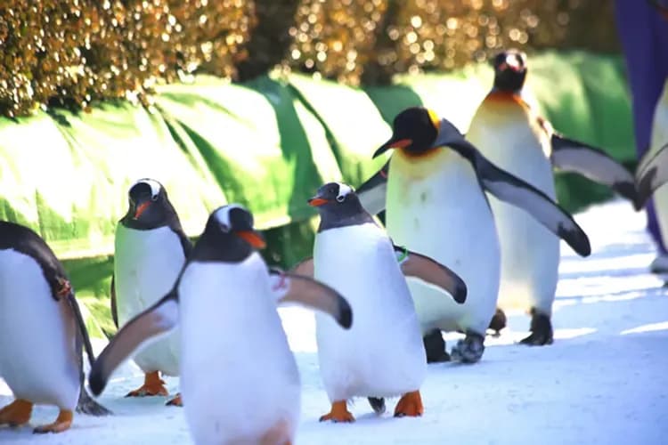 尼克斯海洋公園(企鵝遊行)