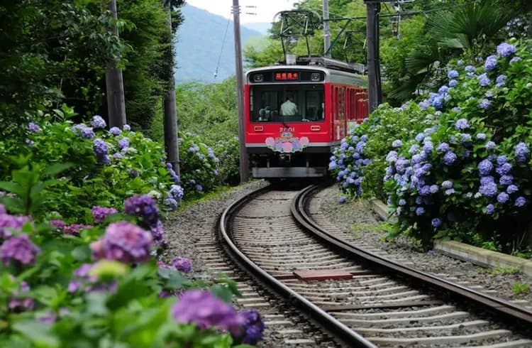 箱根鐵道旅行(六月限定：繡球花電車)