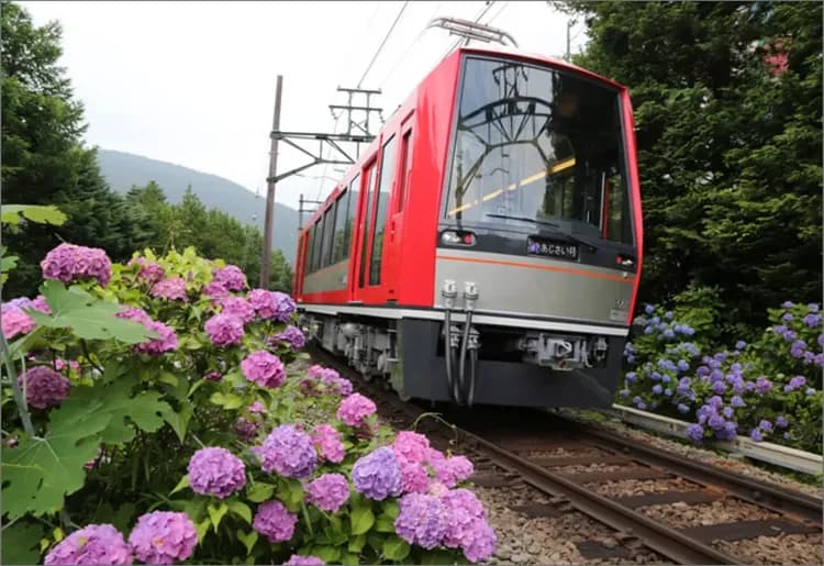 箱根鐵道旅行(六月限定：繡球花電車)