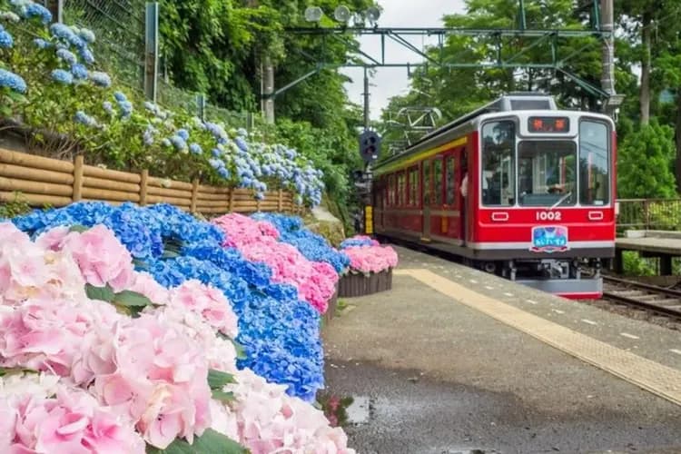 箱根鐵道旅行(六月限定：繡球花電車)