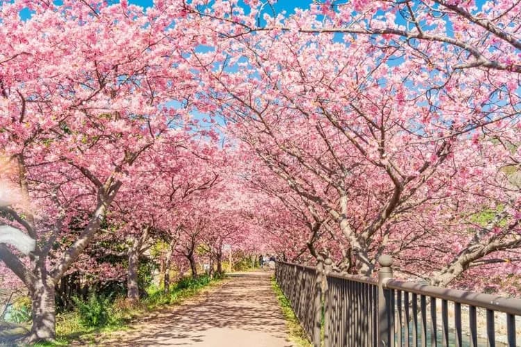 【伊豆花季溫泉遊５日】河津櫻花祭、熱海梅園、大室山纜車、雙溫泉[含稅簽]