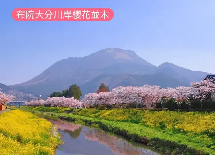 九州櫻花百選雙溫泉5日.櫻花百選.由布院大分川岸櫻花並木.柳川遊船.一心寺.御船山樂園.最美圖書館.燒肉吃到飽-7