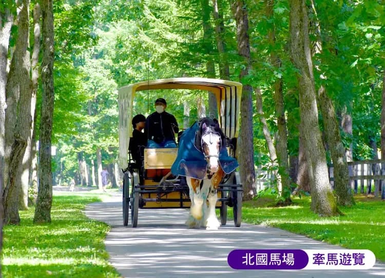 繽紛北海道三溫泉6日.洞爺湖.北國馬場.函館昭市.企鵝遊行.小樽運河.米其林函館夜景纜車.熊牧場-7