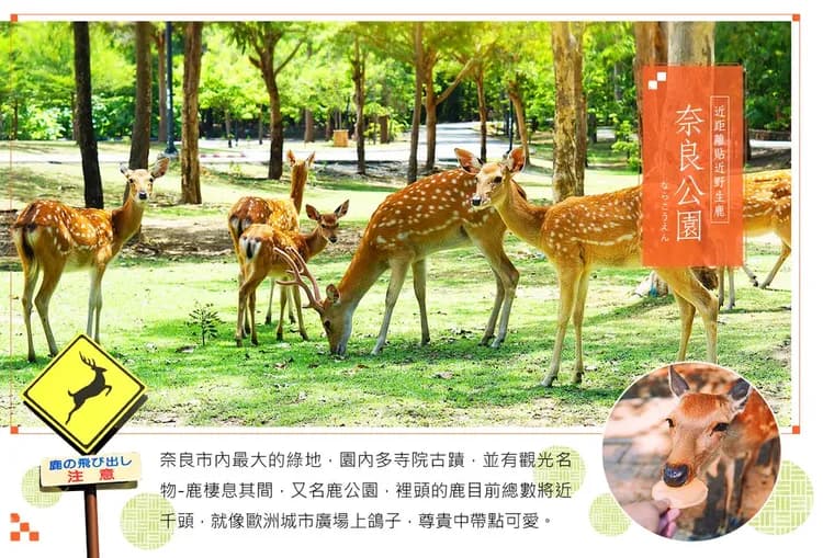 【漫遊精選關西 5 日】天橋立、伊根遊船、嵐山渡月橋、達摩勝尾寺、清水寺、錦市場、臨空OUTLET、敘敘苑燒肉[含稅]-5