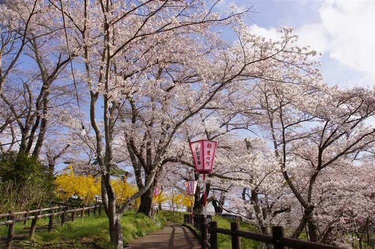 東北旅遊~直飛青森|櫻花名所~弘前公園.角館.北上展勝地.船岡城跡公園.嚴美溪.中尊寺.銀山溫泉街.松島遊船.溫泉五日-6