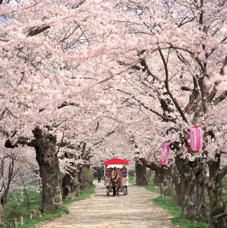 東北旅遊~直飛青森|櫻花名所~弘前公園.角館.北上展勝地.船岡城跡公園.嚴美溪.中尊寺.銀山溫泉街.松島遊船.溫泉五日-7