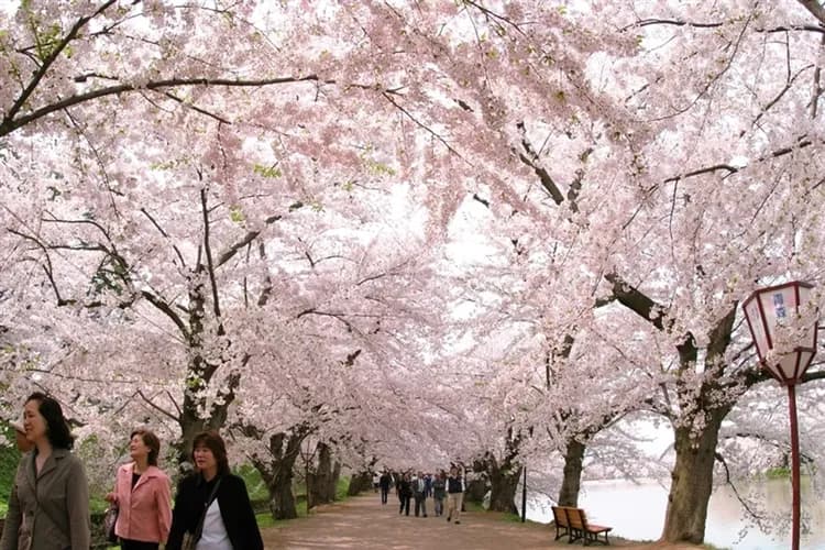 春櫻東北旅遊|仙台威斯汀酒店.銀山溫泉街.角館.北上展勝地.鶴之舞橋.弘前公園.山形牛會席料理.3晚溫泉五日