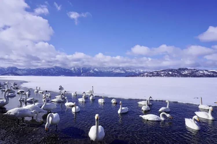 招財北海道旅遊｜冬遊破冰船.札幌白色燈樹節.雪盆戲雪.狐狸牧場.旭山動物園.小樽漫遊.螃蟹溫泉五日