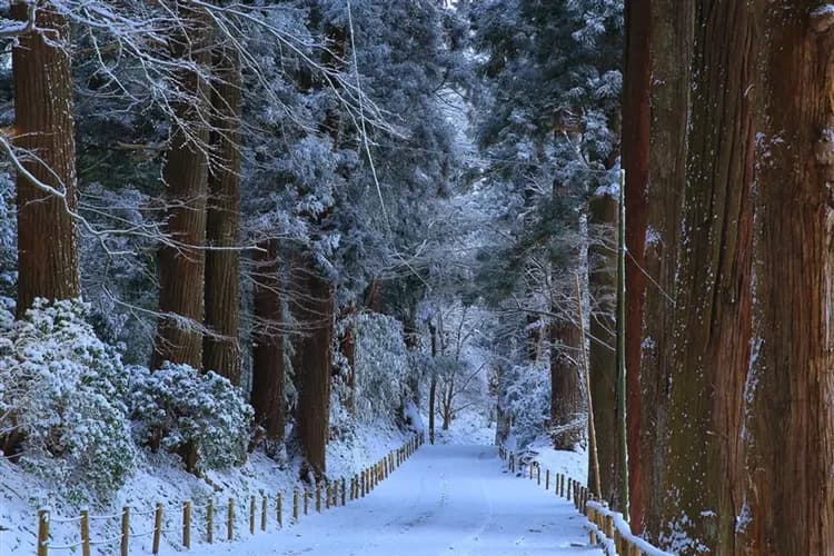 限時優惠｜東北促銷｜仙台五星威斯汀酒店.奧入瀨溪流.銀山溫泉街.角館.中尊寺.松島遊船.品酒.雙溫泉五日