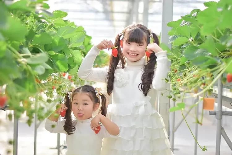 兵庫草莓園-草莓採果趣