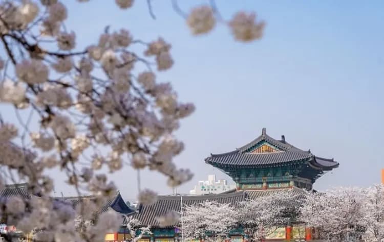 韓國櫻花清清飛～樂天世界、無心川櫻花路、網美懸索吊橋、清州風情漫遊四日-5