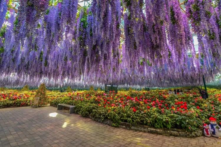 TXG韓國年後搶好康～加平海棠鳥園、橋村炸雞學校、月尾島海鷗船、乙晚五星飯店五日