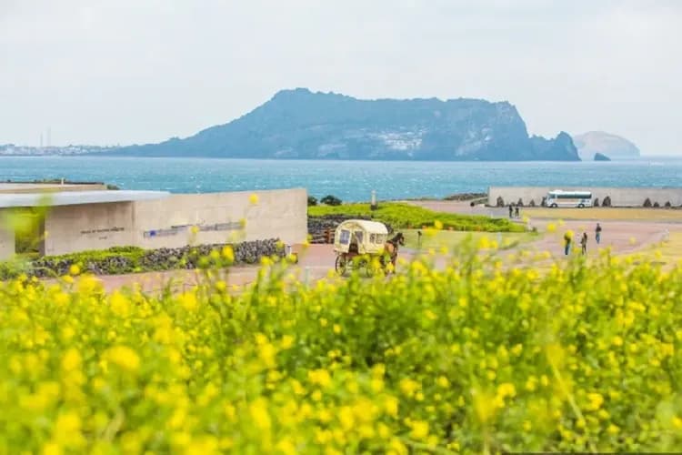 【快閃濟州、年後搶好康】黃金油菜花海、泰迪熊汗蒸幕、海女文化遺產、市區五星飯店三日