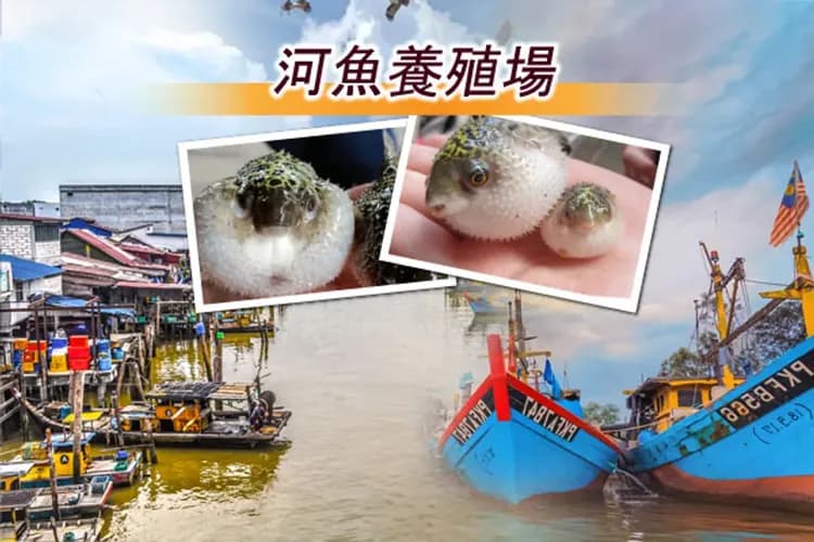 綠灣生態探索（紅木黑金炭窯+紅樹林生態保護區+河口老鷹餵食秀+河魚養殖場）