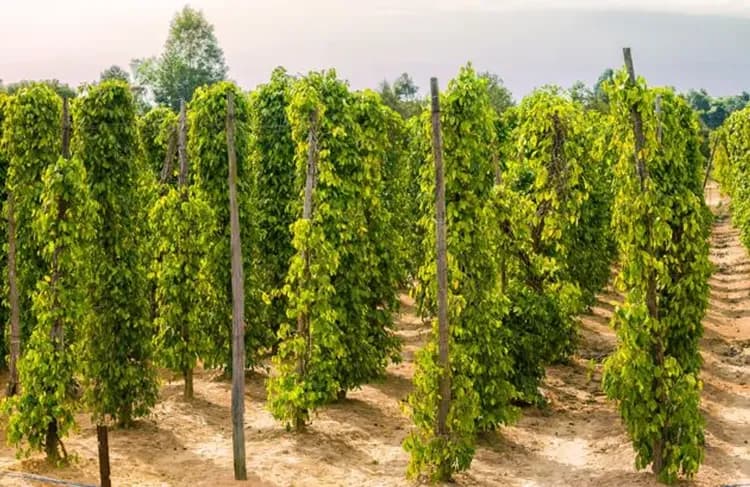 TXG超值富國島～海龜水族館、跨海全景纜車、溫德姆自助餐、全程五星飯店四日-5