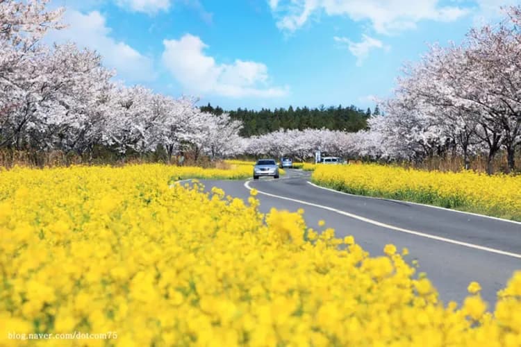 濟州賞櫻∣鹿山路賞櫻花油菜花．秘境賞櫻．古代馬術秀．搭乘英式小火車．童話村主題花園．必吃秘苑人蔘雞(一站購物彩妝)4日|高雄