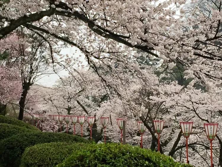 春遊北陸～全新福井萬怡｜5大櫻花名所~兼六園.丸岡城.松川賞櫻船.足羽川河畔.新穗高纜車.合掌村.甜蝦吃到飽五日｜不進店-9