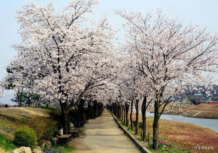 始興河溝公園櫻
