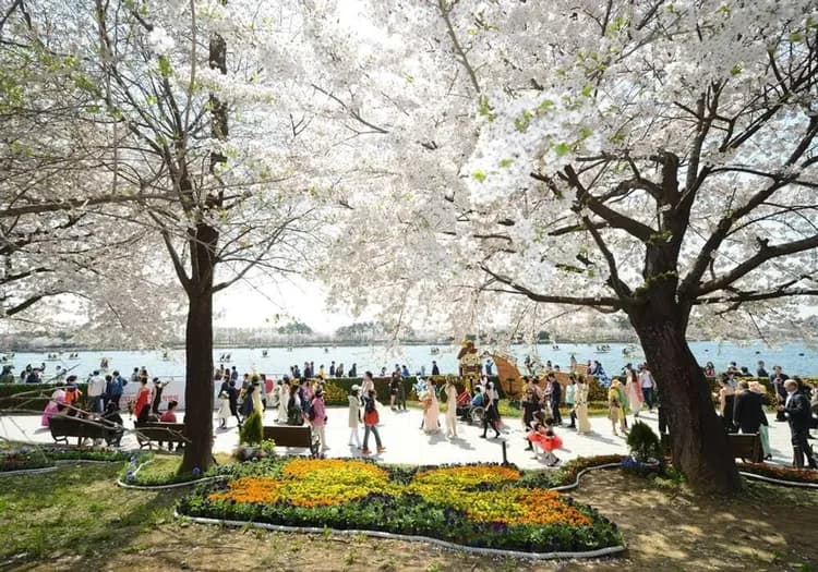 一山湖水公園櫻