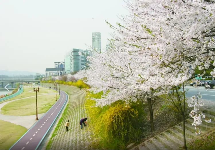 花現櫻花｜首爾｜升等住明洞彩鴻酒店乙晚.八達山櫻花路.遠美山杜鵑花.秘境櫻花步道.穿韓服遊景福宮賞櫻(二站購物)五日-7