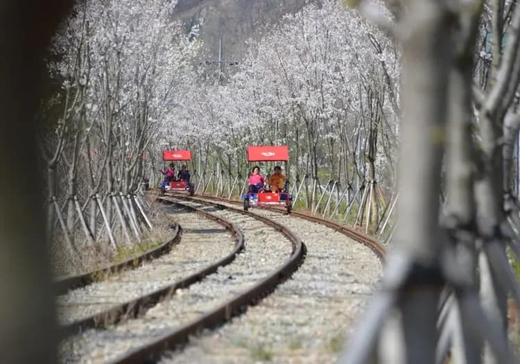 花現櫻花｜首爾｜雪嶽山國立公園.加平櫻花隧道.南怡島美境.江村鐵道自行車.三岳山纜車(二站購物)五日