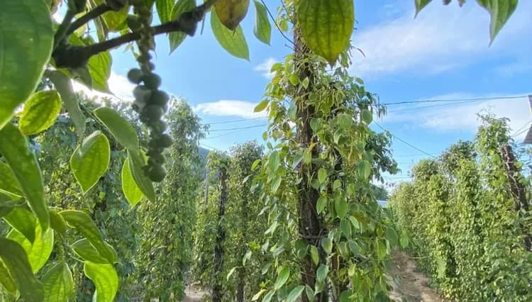 週末GO.越南旅遊｜富國島.世界最長跨海纜車.Safari野生動物園.網美巔峰之眼.地中海小鎮四日｜全程五星.台中出發-18