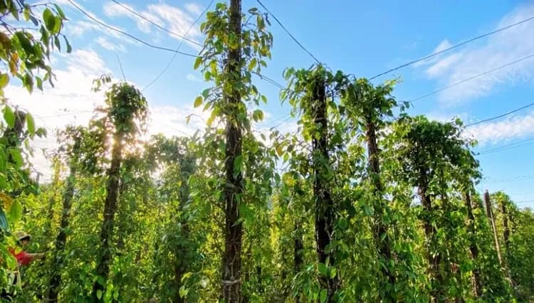 週末GO.越南旅遊｜富國島.世界最長跨海纜車.Safari野生動物園.網美巔峰之眼.地中海小鎮四日｜全程五星.台中出發-16
