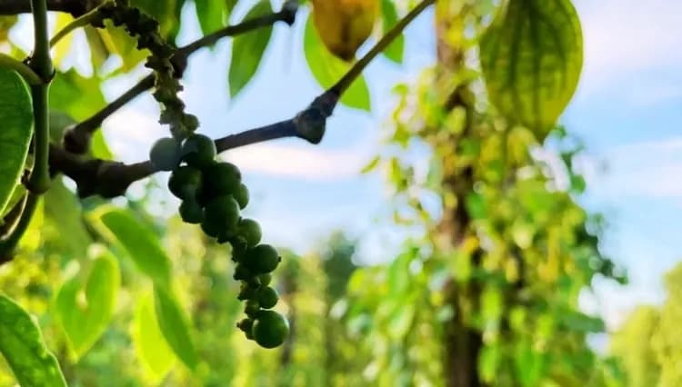 週末GO.越南旅遊｜富國島.世界最長跨海纜車.Safari野生動物園.網美巔峰之眼.地中海小鎮四日｜全程五星.台中出發-17