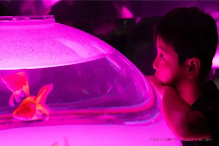 写真提供：登別マリンパークニクス/禁止轉載-尼克斯海洋公園(企鵝遊行)