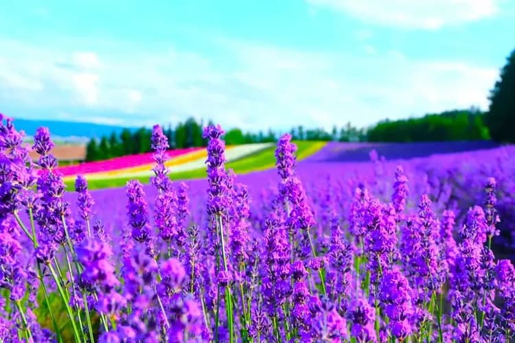 花現富良野(富田農場+四季彩之丘+哈密瓜吃到飽+香濃冰淇淋)