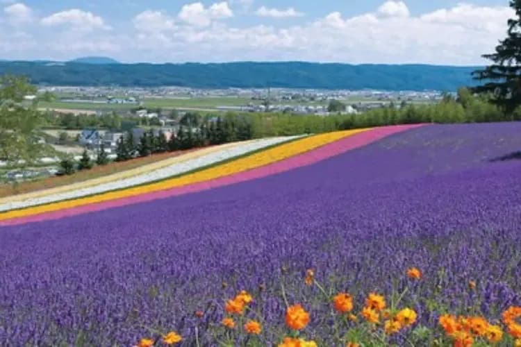 花現富良野(富田農場+四季彩之丘+哈密瓜吃到飽+香濃冰淇淋)