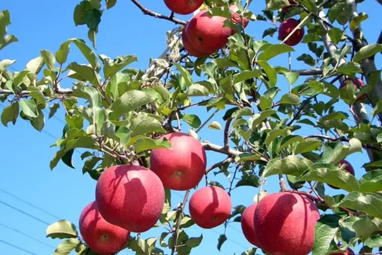 果園甜蜜採果樂