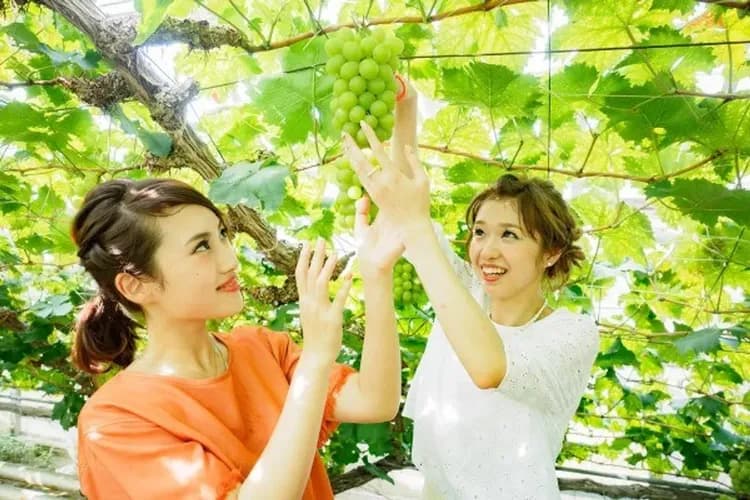 果園甜蜜採果樂