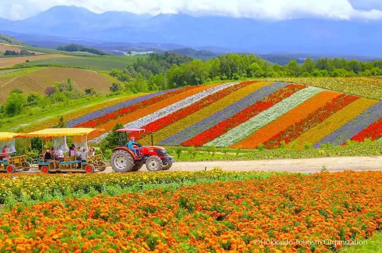 写真提供：Hokkaido Tourism Organization/禁止轉載-富良野(花田遊園車、薰衣草花茶DIY、哈密瓜無限享用)
