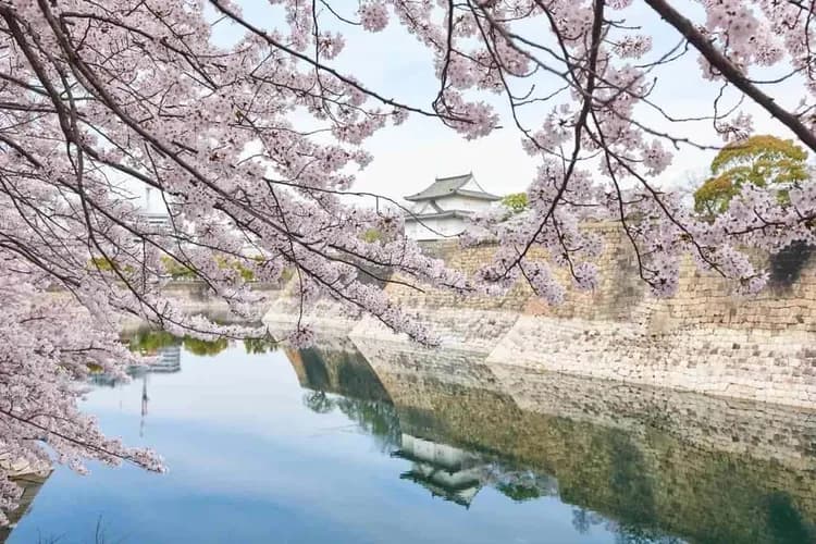 大阪城公園(賞櫻；不上天守閣)