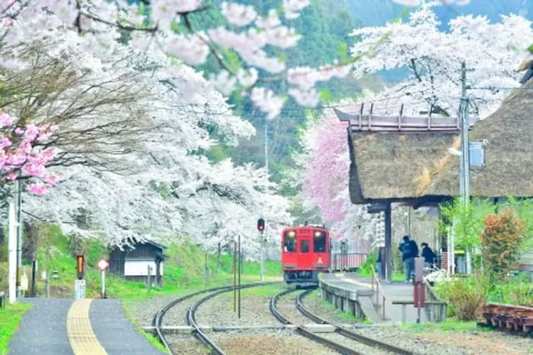 TXG東北櫻花百選～若松城櫻花祭、大內宿合掌村、松島灣遊覽船、足利花卉公園六日-7