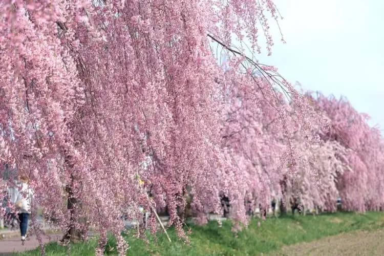 日中線記念自転車歩行者道-日中線紀念櫻花步道