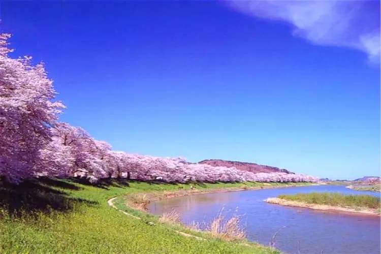 TXG東北櫻花百選～若松城櫻花祭、大內宿合掌村、松島灣遊覽船、足利花卉公園六日-10