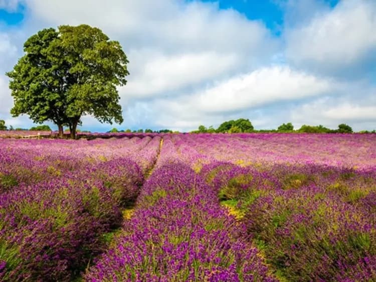【歐洲日送100英鎊、早鳥省3000】英國雙名校雙遊船、倫敦眼摩天輪、史前巨石彼得兔、薰衣草花田農場九日-13