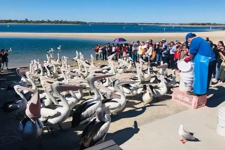 東澳超值全覽～藍山國家公園、雪梨印象港灣、神仙企鵝歸巢、天堂鄉農莊遊九日-14