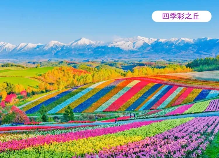 線上旅展蔚藍北海道5日.富良野彩虹花田.積丹半島.美瑛秘境青池.白色戀人庭園.浪漫小樽.奇幻燈遊步道.三大螃蟹吃到飽