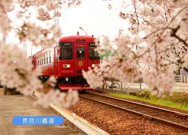 北陸賞櫻百選高山溫泉4日.長良川花見鐵道.最美合掌村.郡上八幡舞蹈.山崎川櫻花.國寶犬山城.飛驒牛-7