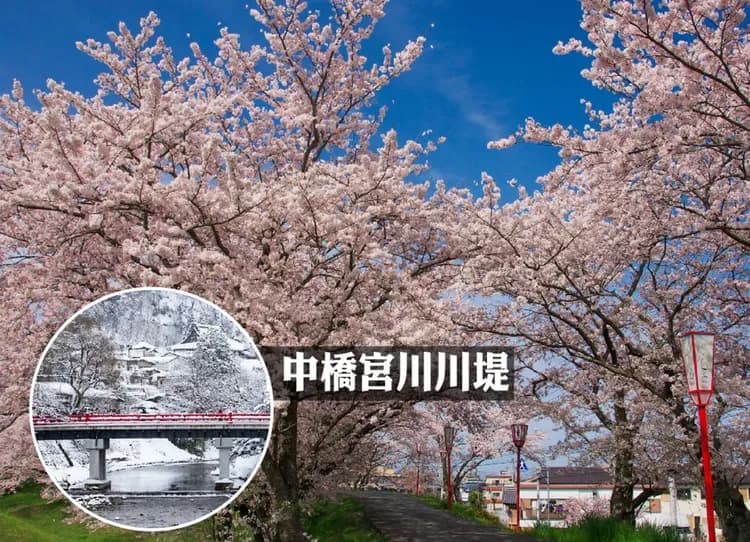 北陸賞櫻百選高山溫泉4日.長良川花見鐵道.最美合掌村.郡上八幡舞蹈.山崎川櫻花.國寶犬山城.飛驒牛-6