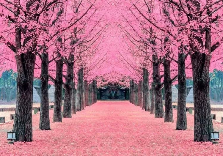 花現櫻花｜首爾｜雪嶽山國立公園．加平櫻花隧道．南怡島美境．鬼怪谷公園_展望臺滑梯體驗．三岳山纜車(二站人蔘彩妝)五日｜高雄-6