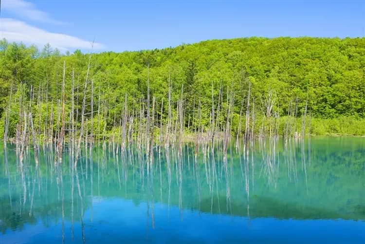 北海道旅遊｜保住星野OMO.保住萬怡.旭山動物園.小樽漫遊.美瑛.青池.足湯體驗五日｜三晚溫泉